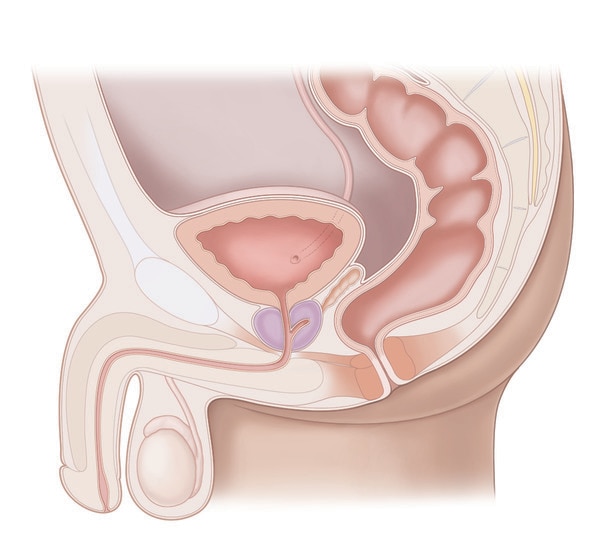 Side view of the male reproductive tract, bladder, urethra, and rectum.