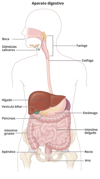 Sistema digestivo, el cual incluye la boca, las glándulas salivares, la faringe, el esófago, el hígado, la vesícula biliar, el estómago, el páncreas, el intestino delgado, el intestino grueso, el apéndice, el recto y el ano.