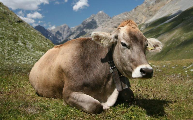 Cow sitting in highland setting