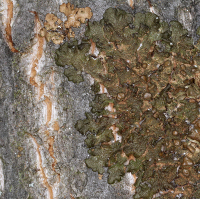 Auch wenn eine Bestandsverbesserung zu erkennen ist, gilt die Raue Braunschüsselflechte in Deutschland noch als „selten“ und „stark gefährdet“. Foto: Dr. Volker John  