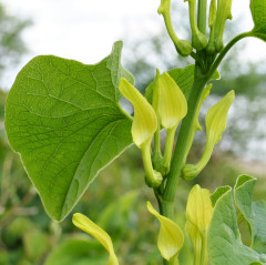 Blüten der Osterluzei. Foto: Dr. Günter Matzke-Hajek.