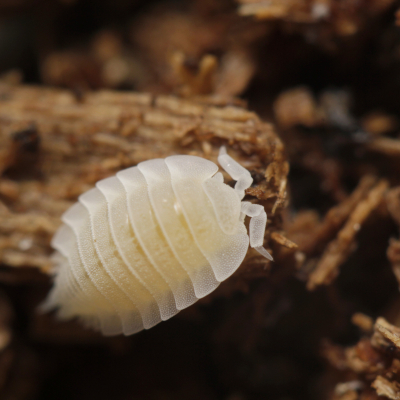 Ameisenasseln sind selten außerhalb ihrer Wohngemeinschaften zu finden. Foto: Benedikt Kästle