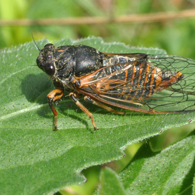 Bergzikade auf einem saarländischen Kalk-Halbtrockenrasen. Foto: Dr. Hannes Petrischak