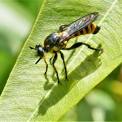 Goldfarbene Haarsäume an den Tergiten des Hinterleibs sind typisch für die Fransen-Mordfliege  - hier ein junges Männchen. Gut erkennbar ist auch die leicht aufwärts weisende untere Kontur des Stechrüssels. Foto: Dr. Günter Matzke-Hajek