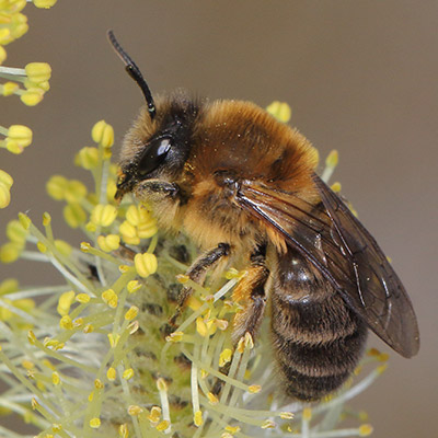 Weibchen der Frühlings-Seidenbiene (Colletes cunicularius) im Blütenstand einer Weide. Foto: Ulrich Maier