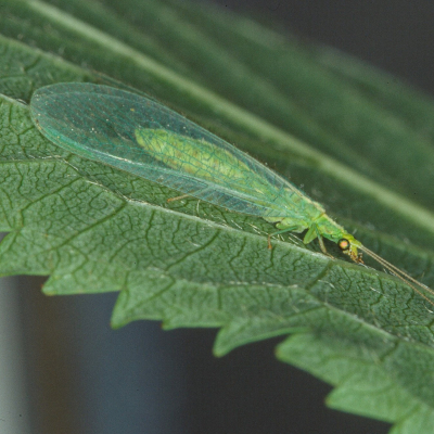 Die Gemeine Florfliege gehört zur Insektengruppe der Netzflügler, die in Deutschland mit rund 100 Arten vorkommt. Foto: Dr. Axel Gruppe