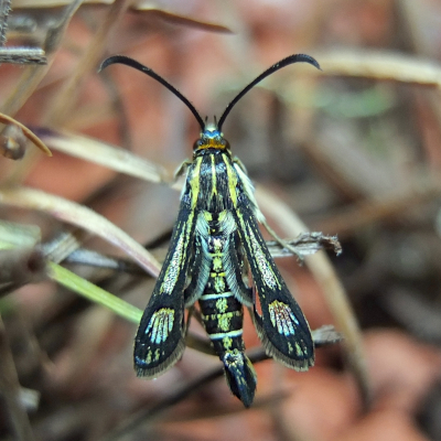 Ein Männchen des Grasnelken-Glasflüglers. Foto: Frank Rämisch