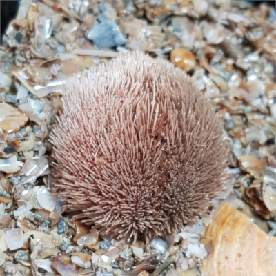 Der Große Herzigel (Echinocardium pennatifidum) gilt als sehr selten. Foto: Petra Nehmer, BioConsult