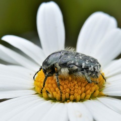 Trauer-Rosenkäfer. Foto: Dr. Günter Matzke-Hajek.