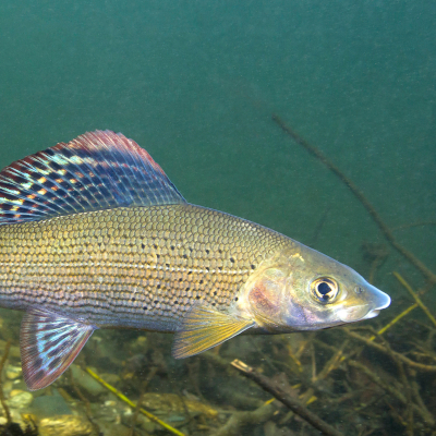 Äschen sind auf kühles, sauerstoffreiches und schnell fließendes Wasser angewiesen. Foto: Rotislav/Adobe Stock