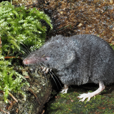 Typisch für die Alpenspitzmaus ist ihr einfarbig schieferfarbenes Fell und der unbehaarte Augenring. Foto: Richard Kraft