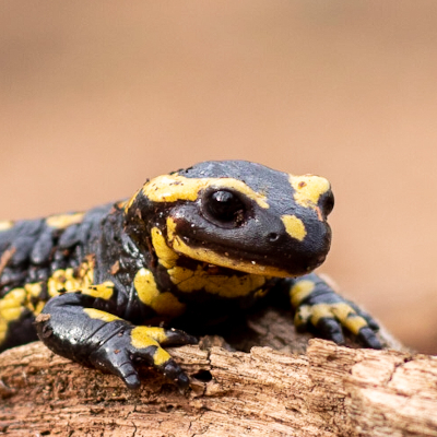 Der Feuersalamander steht auf der Vorwarnliste. Deutschland ist für ihn in hohem Maße verantwortlich. Foto: Miriam Lindenmeier