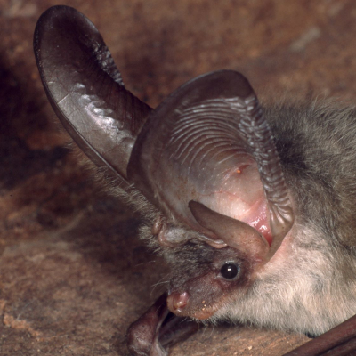 Auffälligstes Merkmal des Grauen Langohrs (Plecotus austriacus) sind seine fast körperlangen Ohrmuscheln. Foto: Dr. Bernd Stein. 