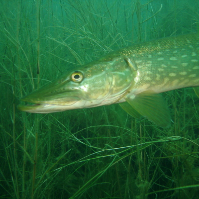 Ufernahe Wasserpflanzen gehören zu den wichtigsten Lebensraumstrukturen für Hechte. Foto: Stephanie Friedrich