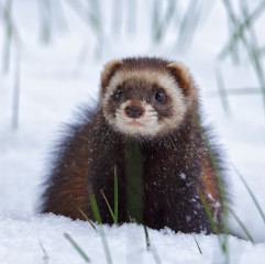 Iltis, Rote-Liste-Kategorie: Gefährdet. © Foto: Steffen Spänig. 