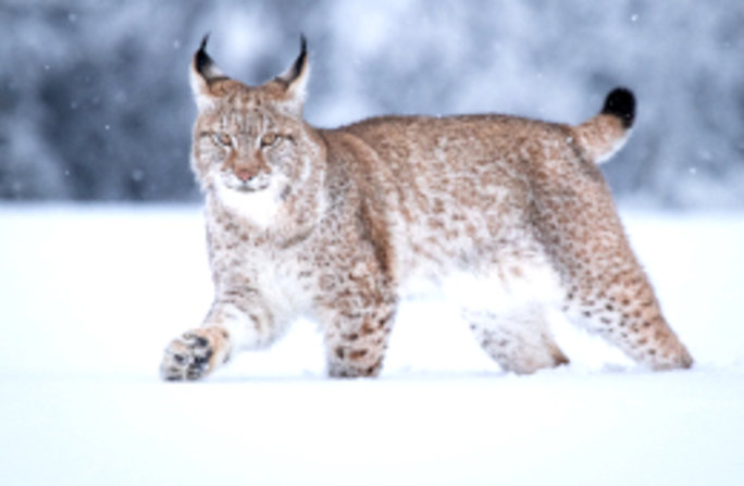 Im Winter tragen Luchse ein Fell mit dichter Unterwolle, das auch vor strenger Kälte schützt. Nur die Spitzen von Schwanz und Ohren sind schwarz. Foto: janistra/AdobeStock