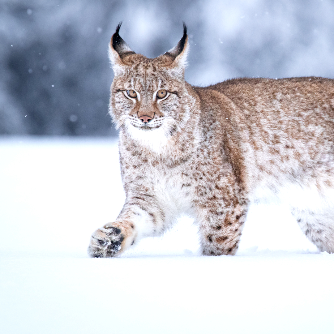 Im Winter tragen Luchse ein Fell mit dichter Unterwolle, das auch vor strenger Kälte schützt. Nur die Spitzen von Schwanz und Ohren sind schwarz. Foto: janistra/AdobeStock