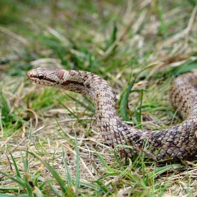 Die Schlingnatter gilt laut Roter Liste der Reptilien Deutschlands als gefährdet. Foto: Dr. Ulrich Schulte