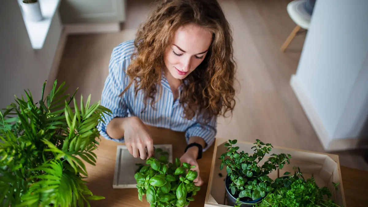 Diese Kräuter sind echte Gesundheits-Booster