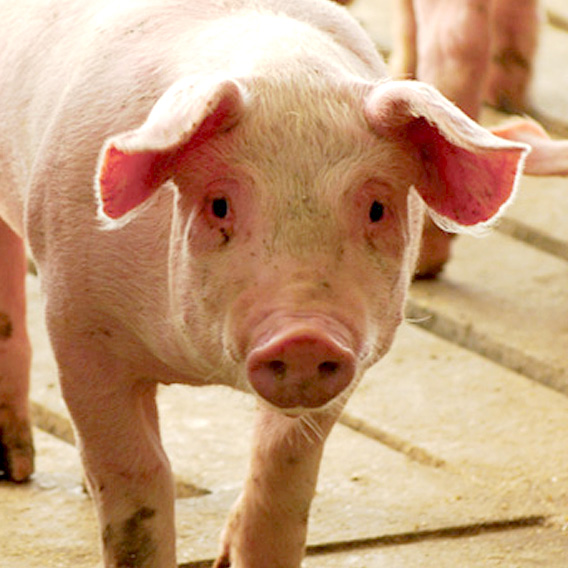 pig standing in a barn