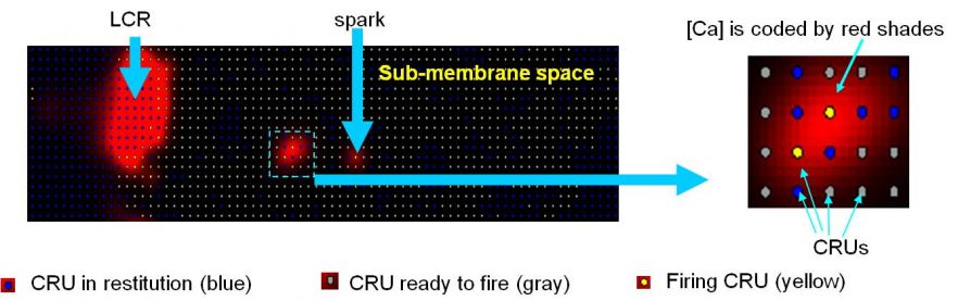 Model of heartbeat initiation