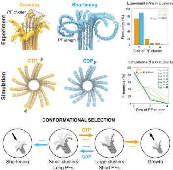 Dr Vladimir Volkov awarded Wellcome Trust Career Development Grant 3D reconstruction of growing and shortening microtubule ends, revealing protofilament organization and dynamics. Credit by: M. Kalutskii et. al. / bioarxiv.org (https://doi.org/10.1101/2024.11.04.621893)