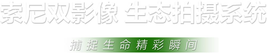 索尼微单™拍鸟旗舰