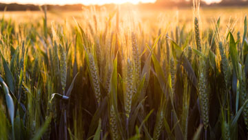 Crop Condition Assessment Program (CCAP) 