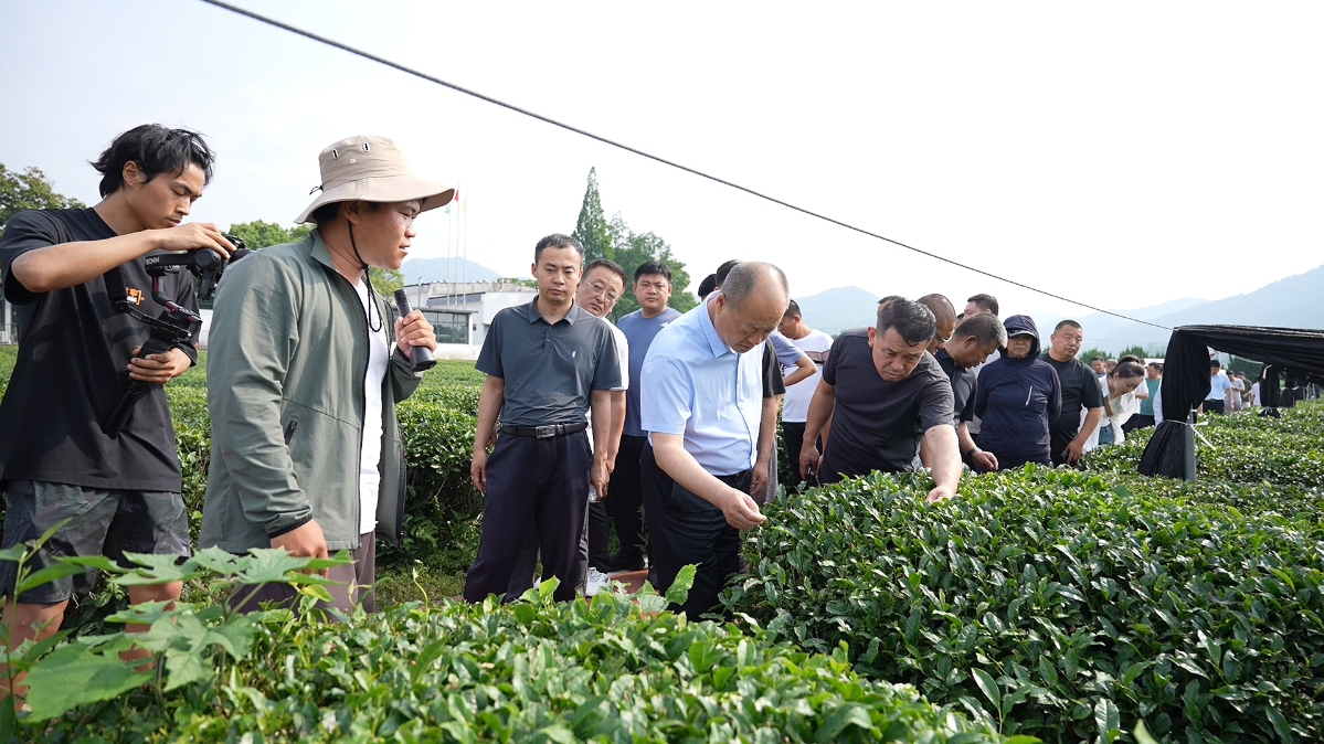 绍兴茶叶气象科技小院开展技术推广示范活动