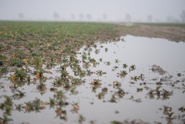 Możliwe konsekwencje po powodziowe w uprawach rolniczych – Komunikat 1 – rzepak ozimy