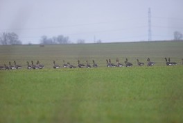 Przedwiośnie - szkody powodowane przez zwierzęta - ptaki na oziminach