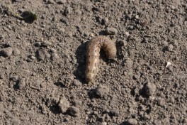 Sytuacja popowodziowa w uprawach rolniczych - Komunikat 3 – fauna glebowa