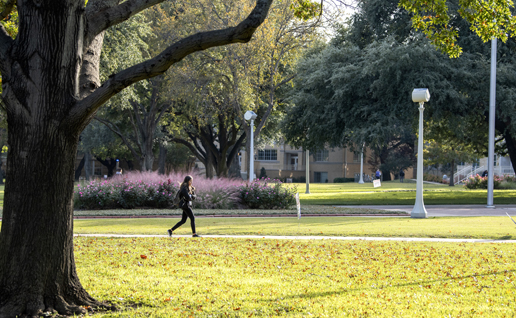 A student walks to class past sunlit purple sage