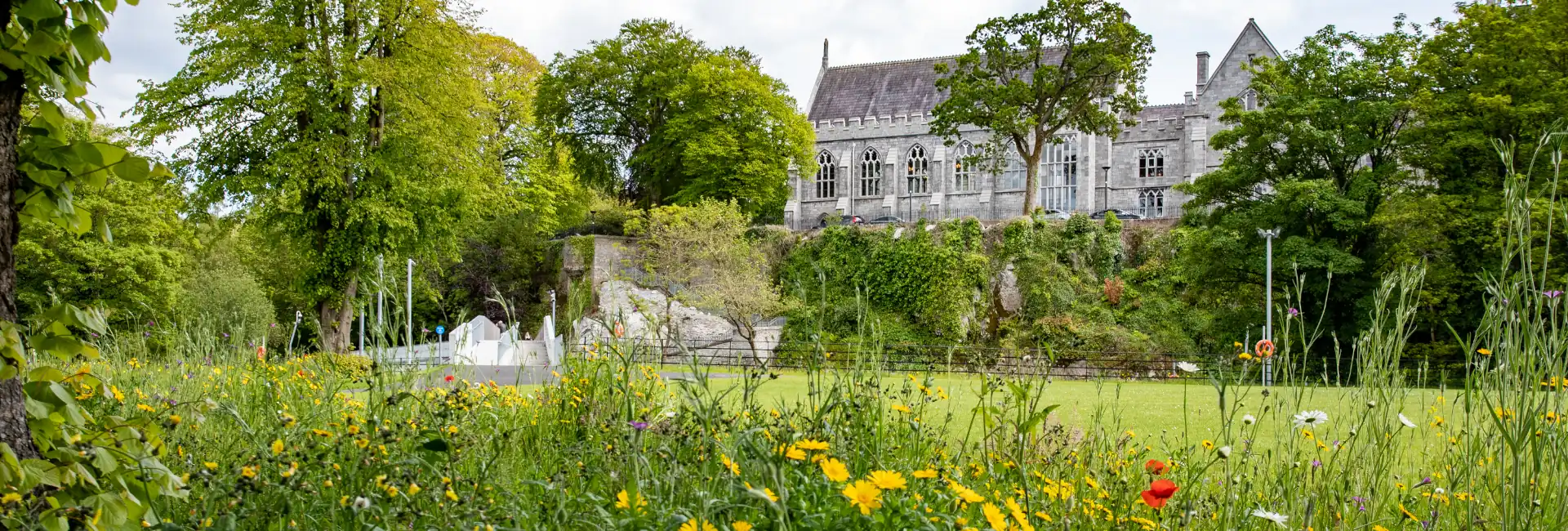 The UCC wildflower meadow with Trees and UCC Quad in the background