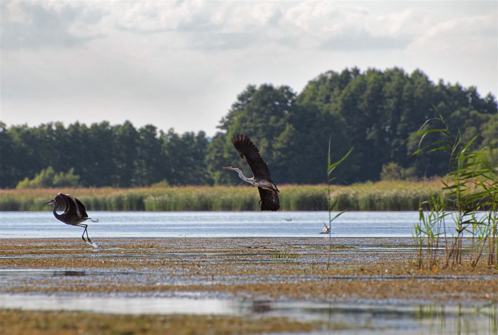 Tourismus Vögel Fluss