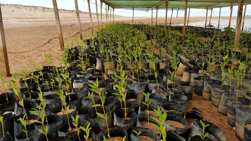 Vivero con bolsas de plantones de mangle.