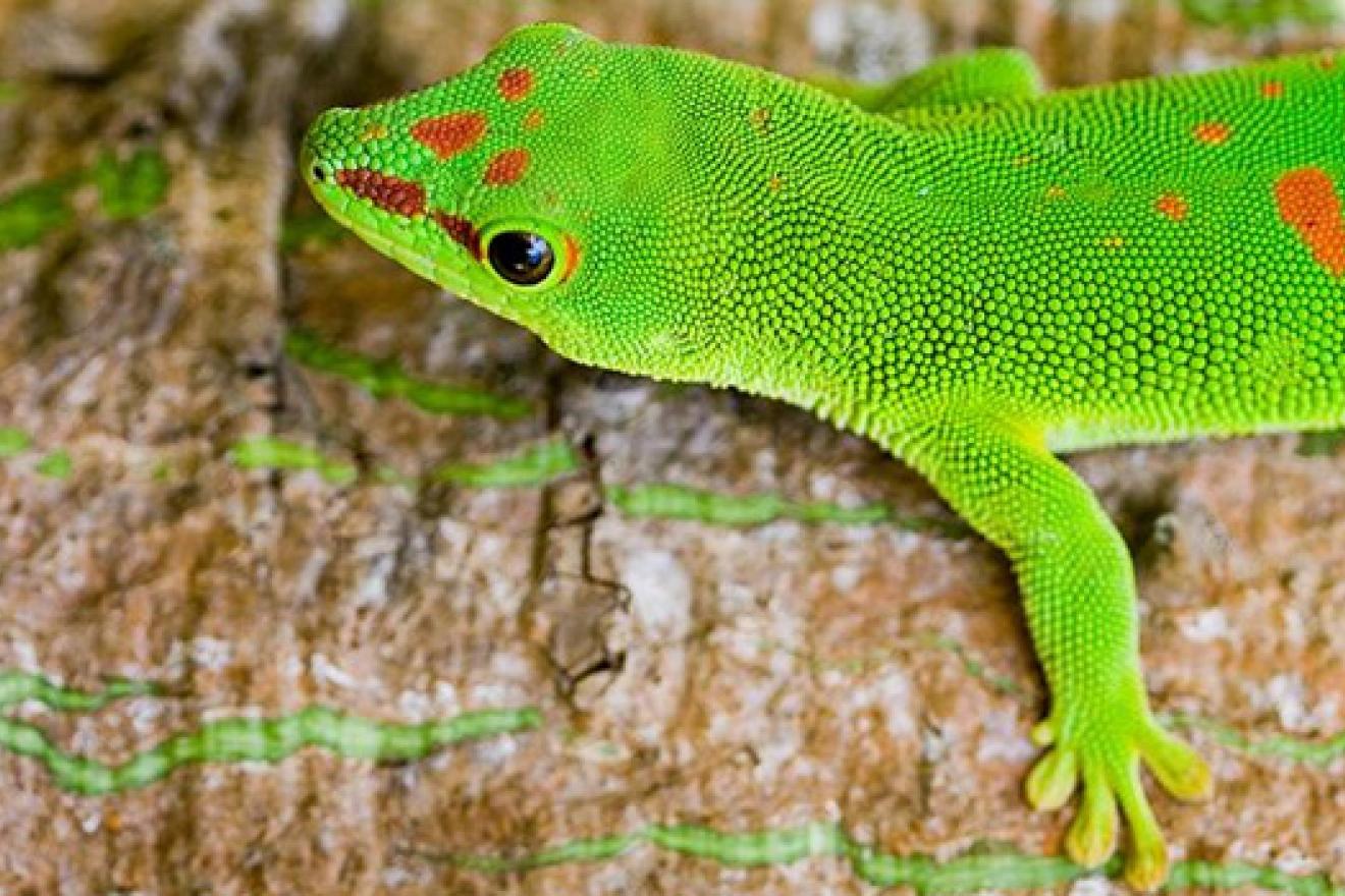 Madagascar giant day gecko