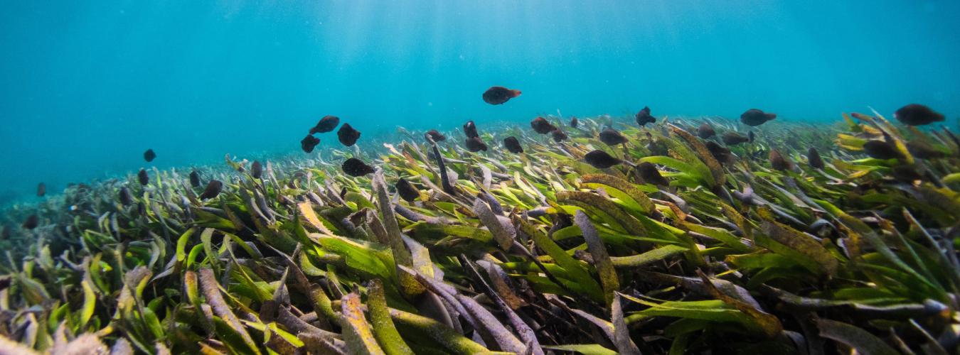 Poissons nageant dans les herbiers marins.