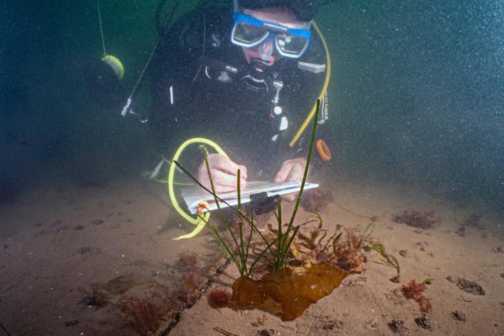 Un plongeur sous-marin prend des notes sur la santé des herbes marines