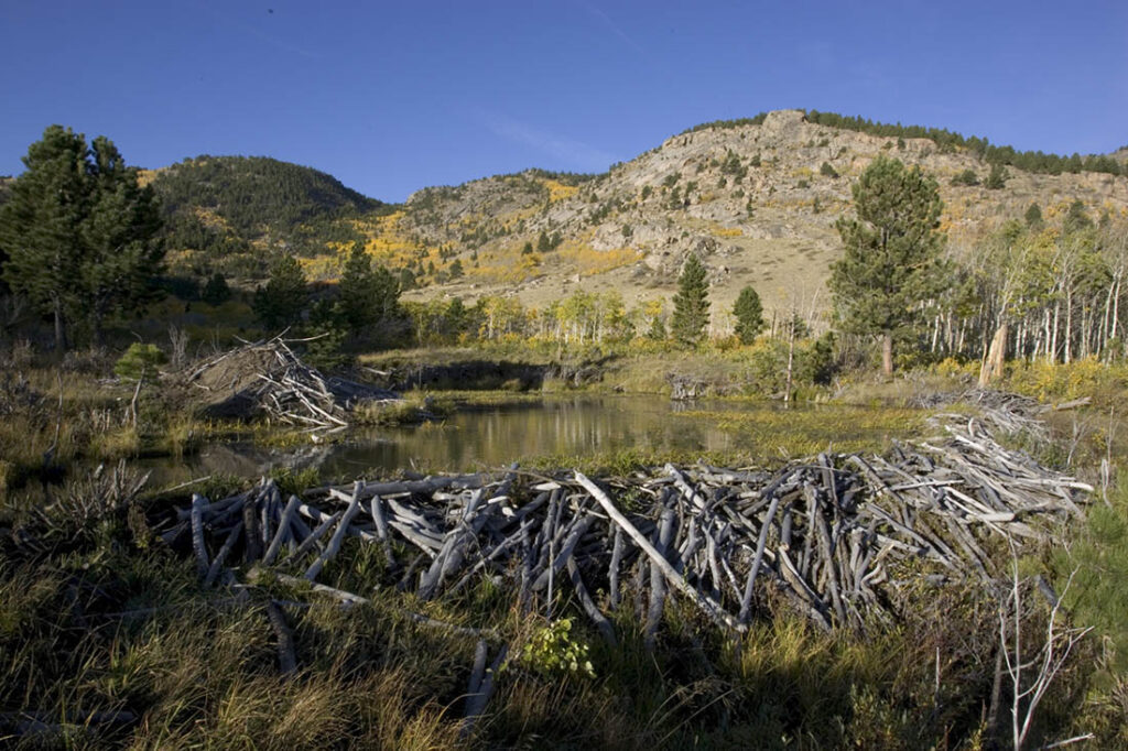 Beaver Pond