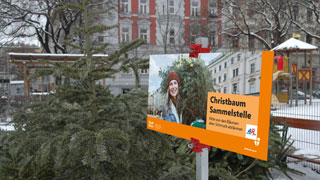 Christbaumsammelstelle mit abgegebenen Christbumen