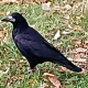 Corvus_Frugilagus