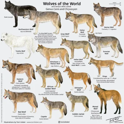 Lifelike - #graphsandmaps #nauka #biologia #zoologia #zwierzeta #wilk #infografika