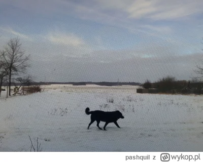 pashquil - Czy taki widoczek z WC zasługuje na plusa?
Nawet pies somsiada się załapał...