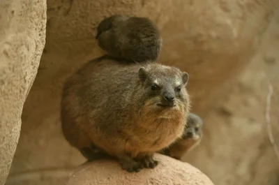 Sudice - Z dzieckiem
#hyrax #zwierzaczki