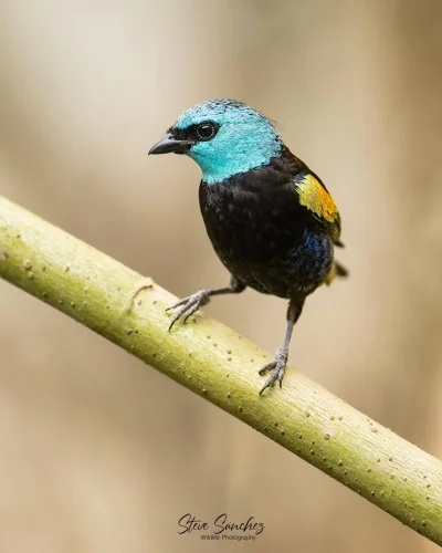 Lifelike - Tangarka niebieskoszyja (Stilpnia cyanicollis)
Autor
#photoexplorer #fotog...