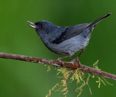 Lifelike - Haczykodziobek śniady (Diglossa plumbea) [samiec]
Autor
#photoexplorer #fo...