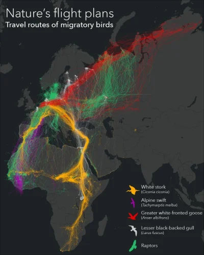 Lifelike - #graphsandmaps #ornitologia #ptaki #mapy #ciekawostki #photoexplorer