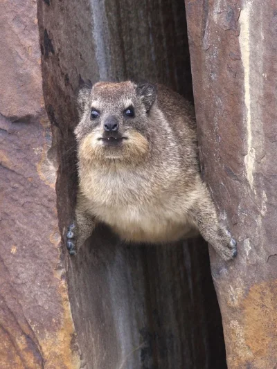 Sudice - Fitness
#hyrax #zwierzaczki