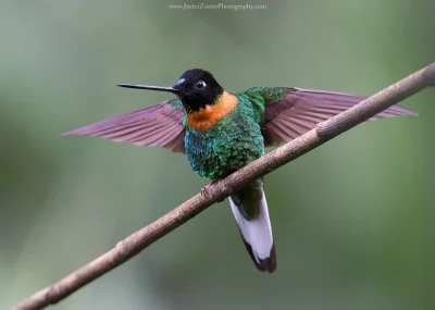 Lifelike - Elfik inkaski (Coeligena inca)
Autor
#photoexplorer #fotografia #ornitolog...